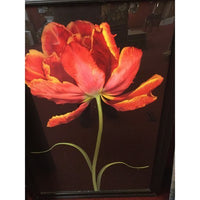 Tulip Fantasy Print in Glass - BBL & Co.